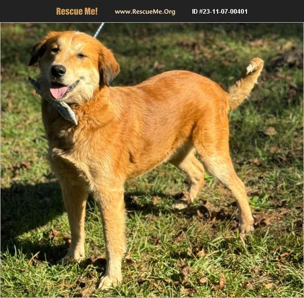 ADOPT 23110700401 Golden Retriever Rescue Jesup, GA