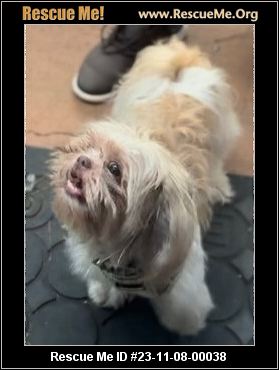 - Georgia Shih Tzu Rescue - Adoptions - Rescue Me!