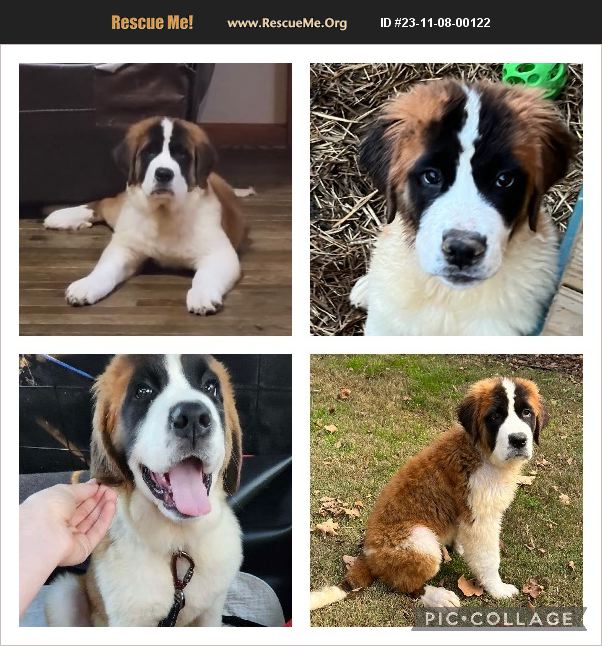 ADOPT 23110800122 Saint Bernard Rescue