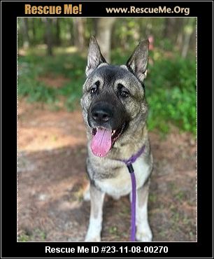 - North Carolina Akita Rescue - ADOPTIONS - Rescue Me!