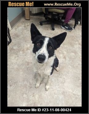 Blue Ridge Border Collie Rescue