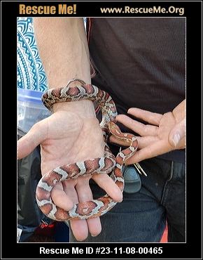 Corn snake rescue near 2024 me