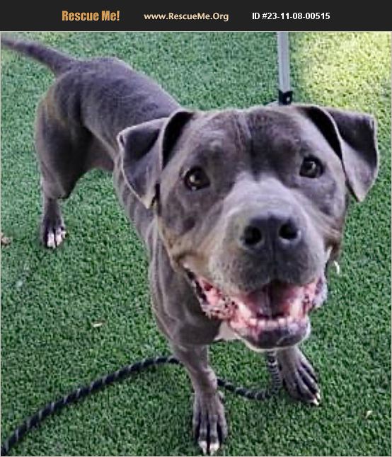 ADOPT 23110800515 American Bulldog Rescue Van Nuys, CA