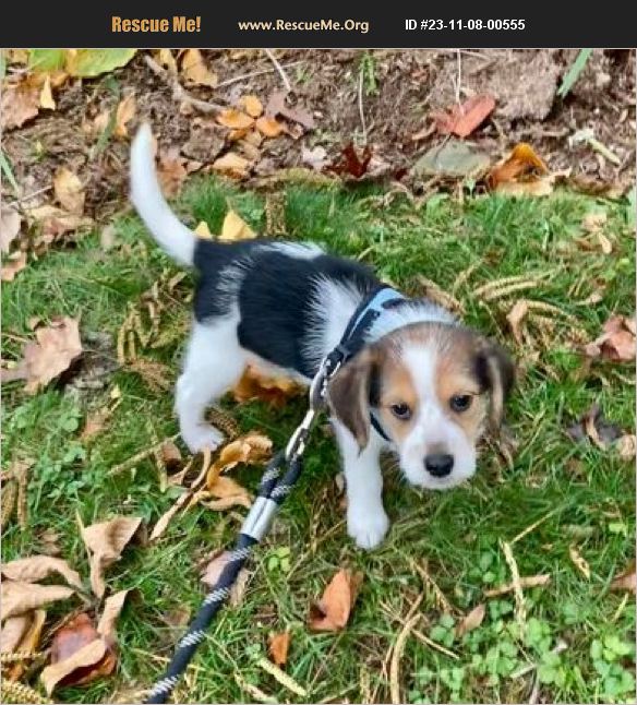 ADOPT 23110800555 Beagle Rescue Bethel, CT