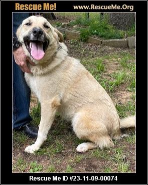 - Texas Akita Rescue - ADOPTIONS - Rescue Me!