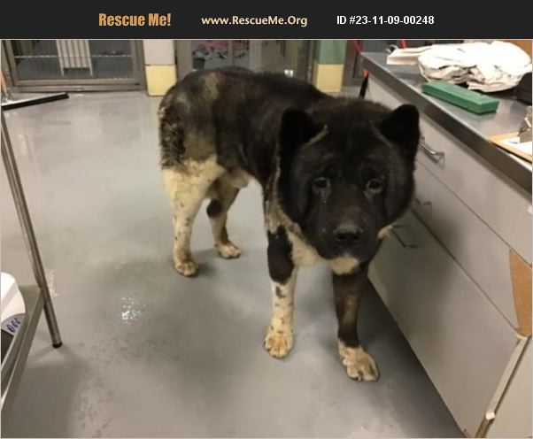 Adpot An Akita Bay Area Adopt 23082000361 ~ Akita Rescue ~ Texas