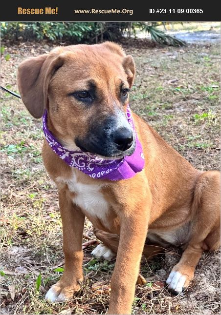 Adopt Black Mouth Cur Rescue Hortense Ga