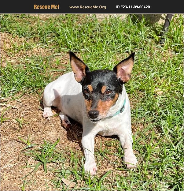 ADOPT 23110900420 Rat Terrier Rescue Baton Rouge, LA