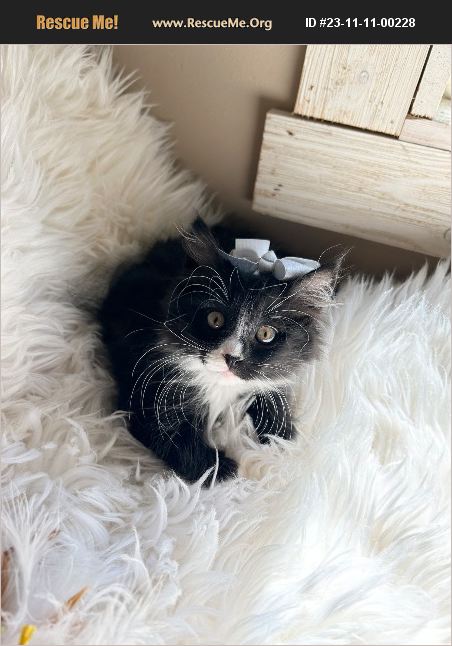 ADOPT 23111100228 ~ Maine Coon Rescue ~ Bradenton, FL