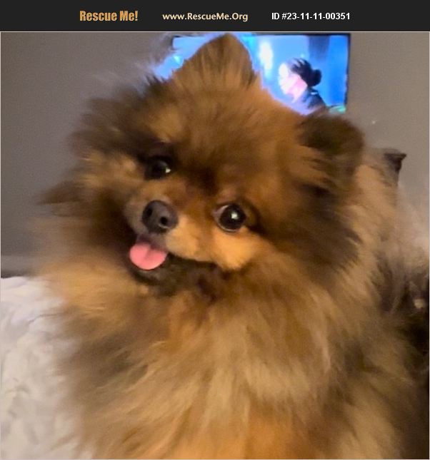 ADOPT 23111100351 Pomeranian Rescue Queen Creek, AZ