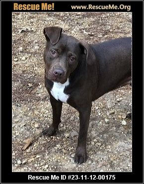 Dog for adoption - Nora , an American Staffordshire Terrier Mix in  Louisville, KY