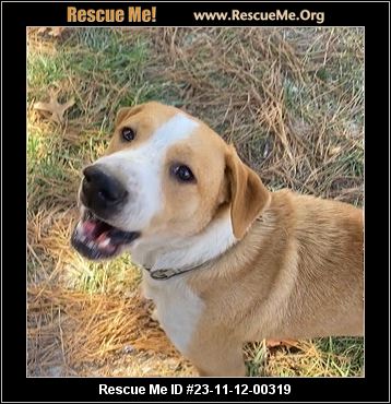 Black mouth 2024 cur rescue