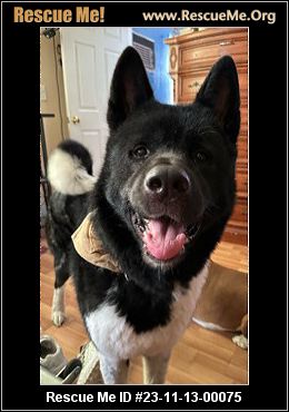 - Florida Akita Rescue - ADOPTIONS - Rescue Me!