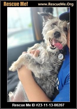 Dog for adoption - EVA, a Border Terrier & Jack Russell Terrier Mix in Pico  Rivera, CA