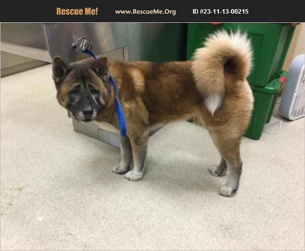 ADOPT 23111300215 ~ Akita Rescue ~ Riverside County, CA