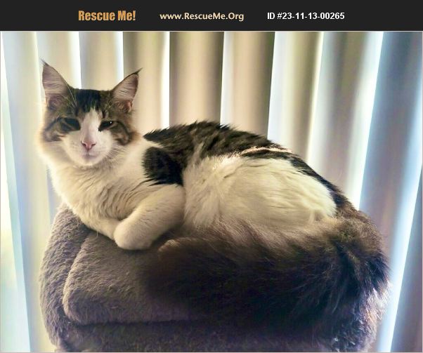 ADOPT 23111300265 Norwegian Forest Cat Rescue Bradenton, FL