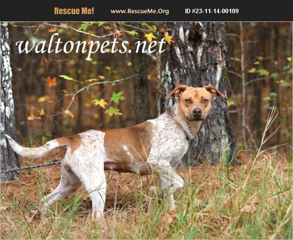 Adopt Pointer Rescue Monroe Ga