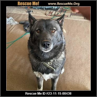 - Colorado Akita Rescue - ADOPTIONS - Rescue Me!