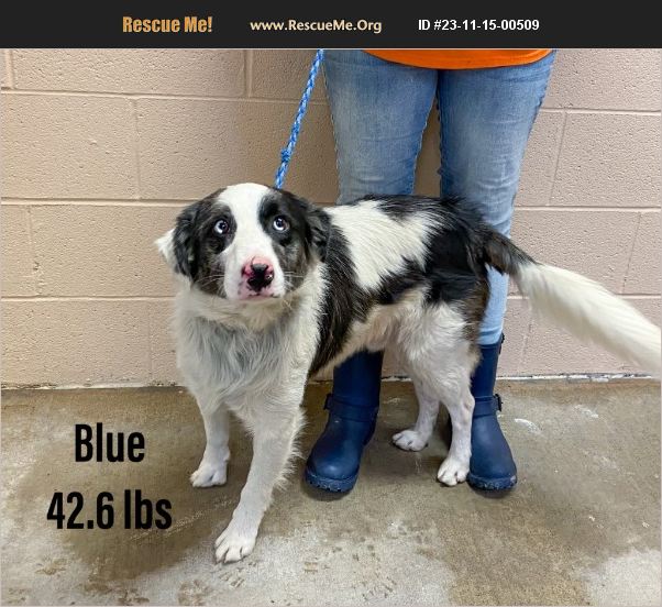 ADOPT 23111500509 Australian Shepherd Rescue Bethel, CT
