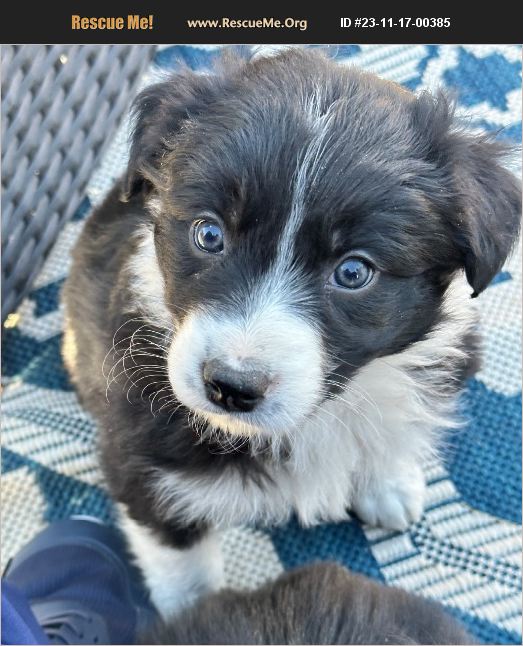 ADOPT 23111700385 Border Collie Rescue Parker, CO