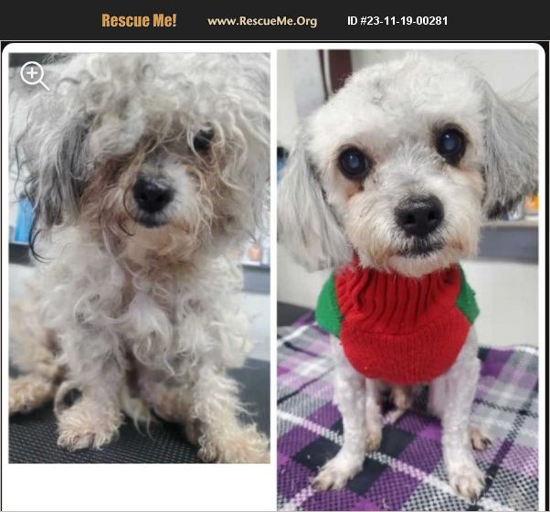 ADOPT 23111900281 ~ Poodle Rescue ~ Dallas, TX