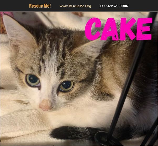 ADOPT 23112000007 Norwegian Forest Cat Rescue Acton, CA