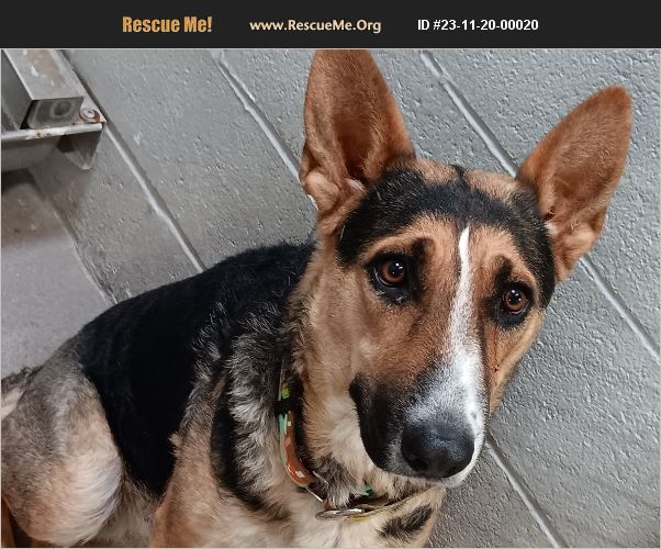 ADOPT 23112000020 German Shepherd Rescue Casa Grande AZ