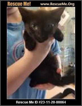 - Virginia Cat Rescue - ADOPTIONS - Rescue Me!