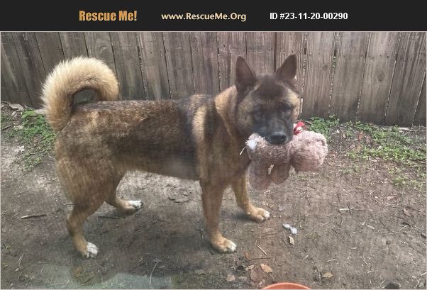 ADOPT 23112000290 ~ Akita Rescue ~ Houston, TX