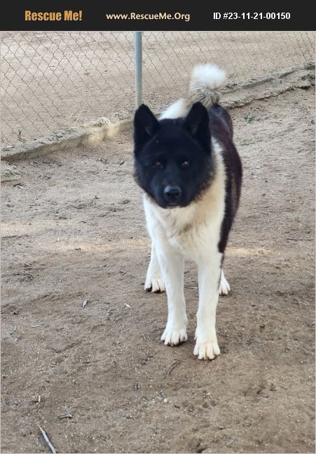 ADOPT 23112100150 ~ Akita Rescue ~ Romoland, CA