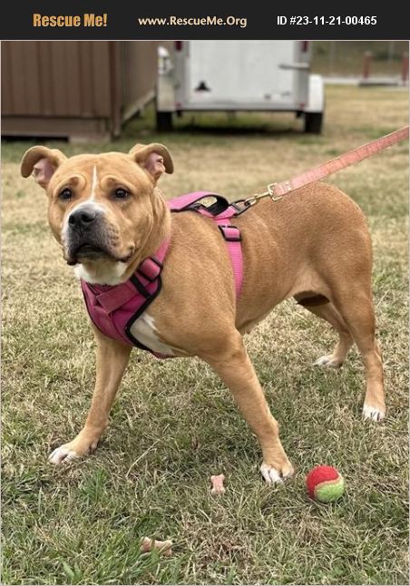 Adopt Pit Bull Rescue Jonesboro Ga