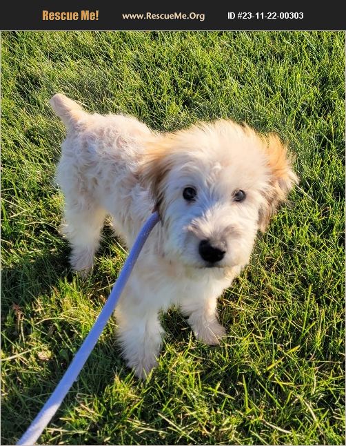 ADOPT 23112200303 Soft Coated Wheaten Terrier Rescue Kenton, OH