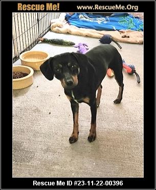 - Ohio Miniature Pinscher Rescue - Adoptions - Rescue Me!