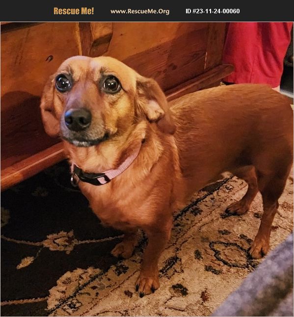 ADOPT 23112400060 Dachshund Rescue Fountain Hillls, AZ