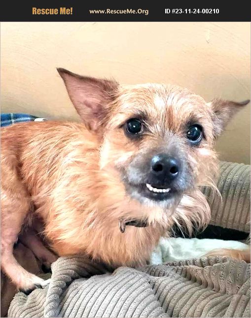 ADOPT 23112400210 Norwich Terrier Rescue Burton, MI