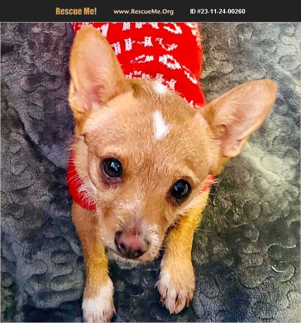 ADOPT 23112400260 Norwich Terrier Rescue Mead, CO