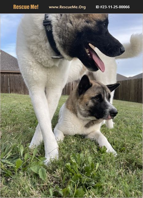 ADOPT 23112500066 ~ Akita Rescue ~ Midlothian, TX