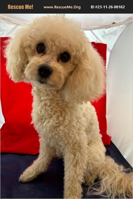 ADOPT 23112600162 ~ Poodle Rescue ~ Dallas, TX