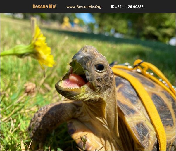 ADOPT 23112600282 ~ Reptile/Amphibian Rescue ~ Sherwood, OR