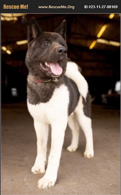 ADOPT 23112700169 ~ Akita Rescue ~ Texas