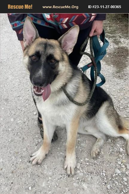 ADOPT 23112700365 ~ German Shepherd Rescue ~ Texas