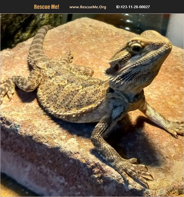 ADOPT 23112800027 Reptile/Amphibian Rescue Puyallup, WA