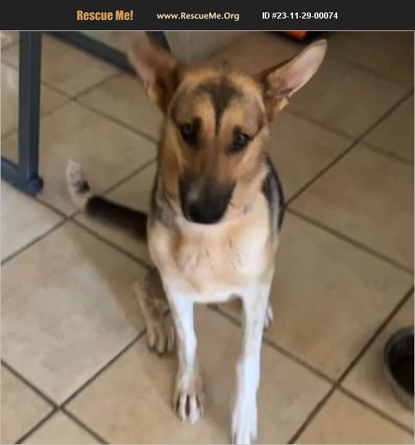 Adopt German Shepherd Rescue Casa Grande Az