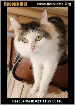 - New Jersey Cat Rescue - ADOPTIONS - Rescue Me!