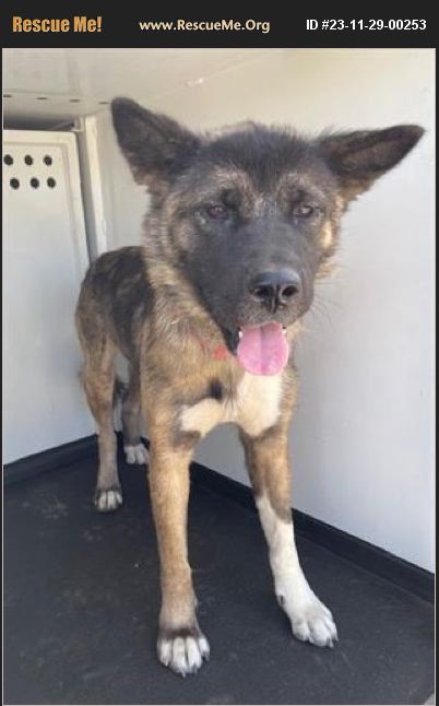 ADOPT 23112900253 ~ Akita Rescue ~ San Joaquin County, CA