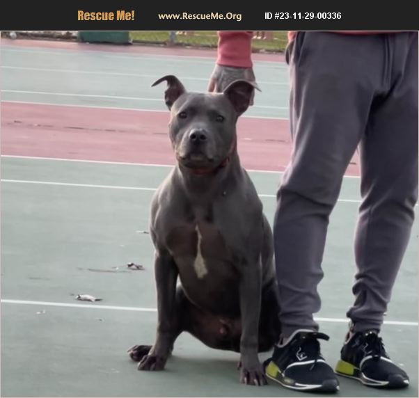 ADOPT 23112900336 Pit Bull Rescue Long Beach, CA