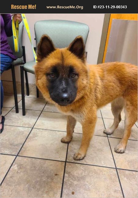 ADOPT 23112900343 ~ Akita Rescue ~ Youngsville, NC