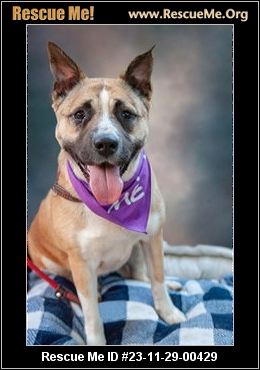 Adopt Akita Los Angeles – California Akita Rescue