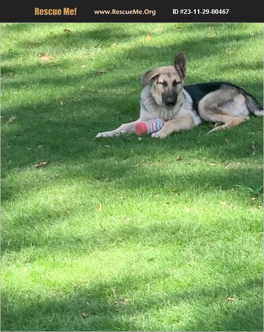 ADOPT 23112900467 German Shepherd Rescue Birmingham, AL