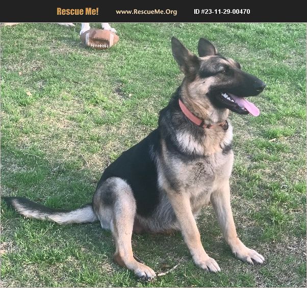 ADOPT 23112900470 German Shepherd Rescue Birmingham, AL